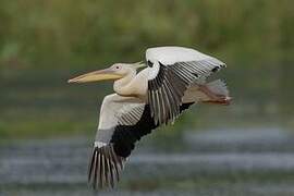 Great White Pelican