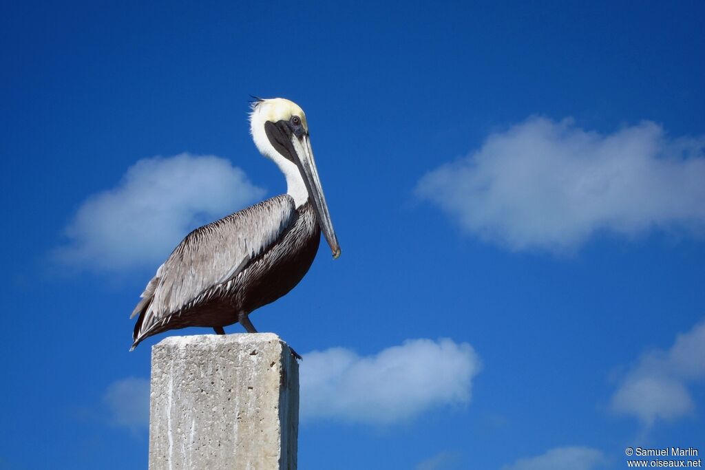 Brown Pelican male adult