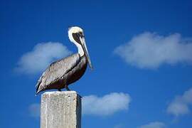 Brown Pelican