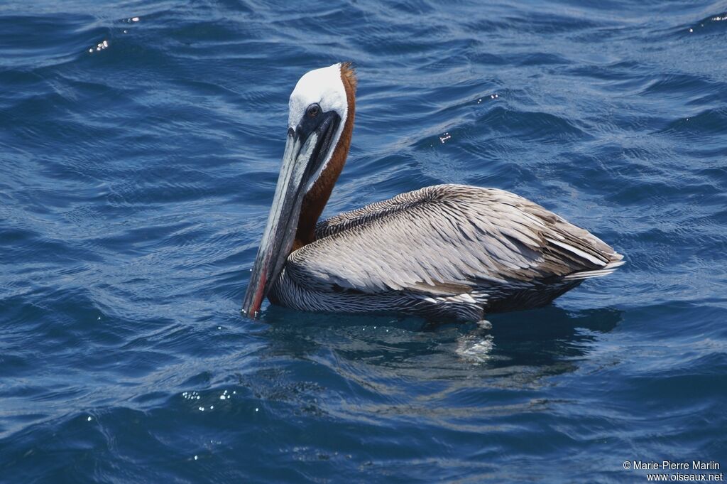 Brown Pelican male adult