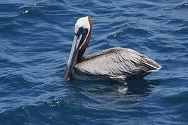 Brown Pelican