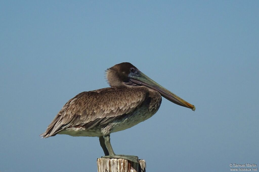 Pélican brunimmature