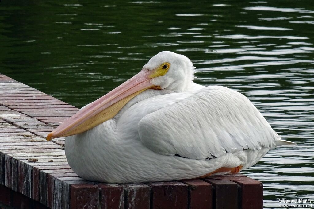 Pélican d'Amériqueadulte, identification