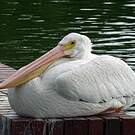 Pélican d'Amérique