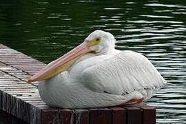 American White Pelican