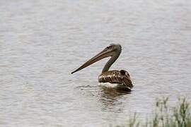 Pink-backed Pelican