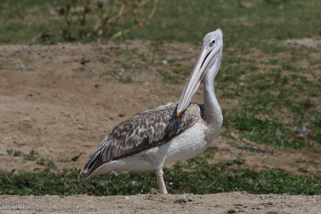 Pink-backed PelicanSecond year, identification, pigmentation