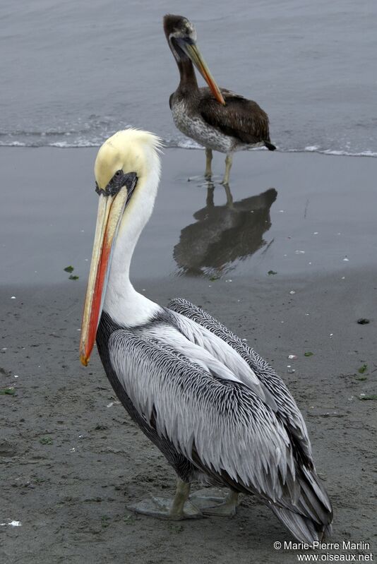Peruvian Pelican male adult