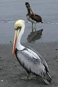 Peruvian Pelican