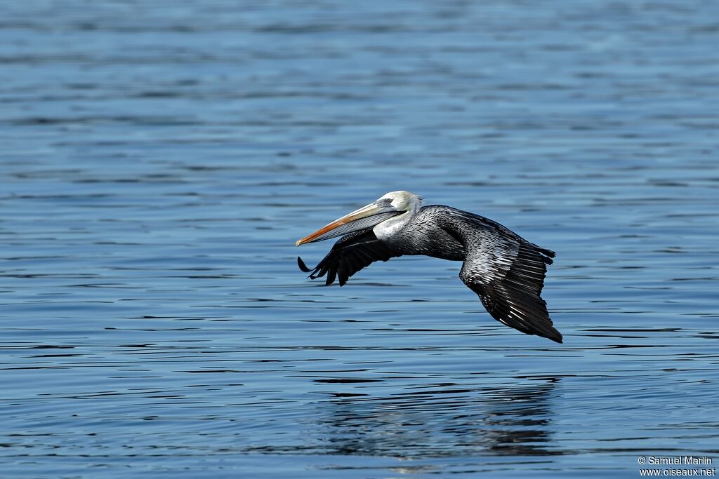 Peruvian Pelicanadult, Flight