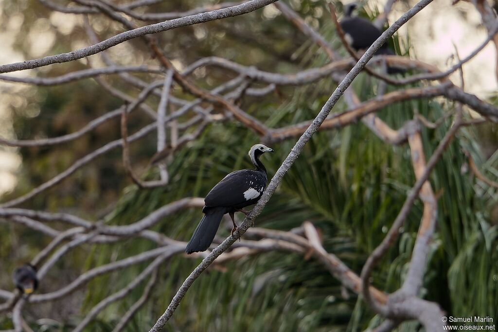 Blue-throated Piping Guanadult