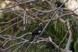 Blue-throated Piping Guan