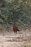 Chestnut-bellied Guan