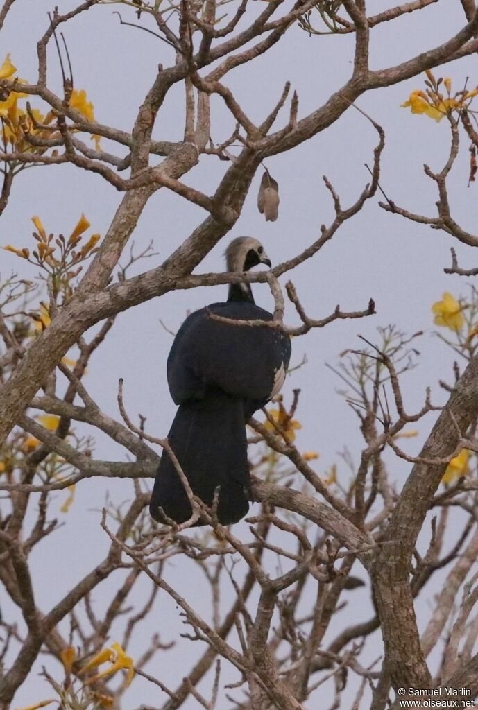 White-throated Piping Guanadult