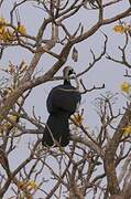 White-throated Piping Guan