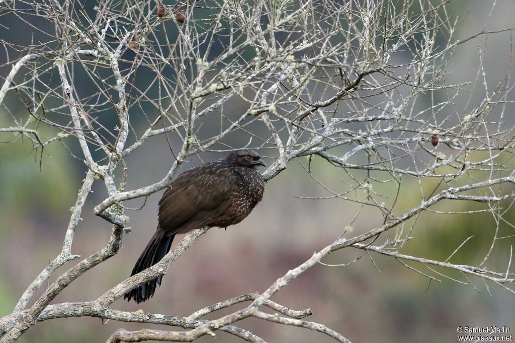 Rusty-margined Guanadult