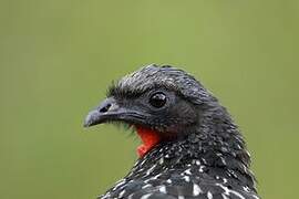 Rusty-margined Guan