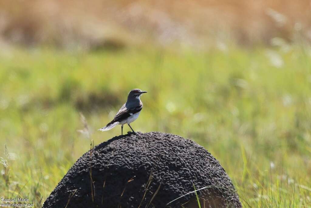 Grey Monjitaadult, habitat