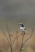 White-rumped Monjita