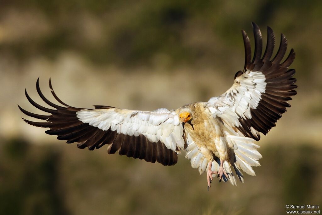 Egyptian Vultureadult, Flight