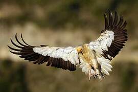 Egyptian Vulture