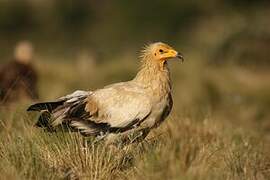 Egyptian Vulture