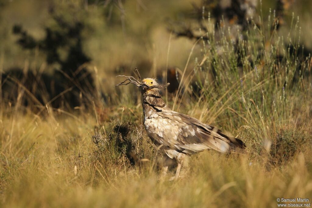 Egyptian Vultureimmature