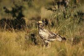 Egyptian Vulture