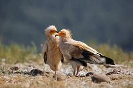 Egyptian Vulture