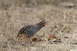 Jungle Bush Quail