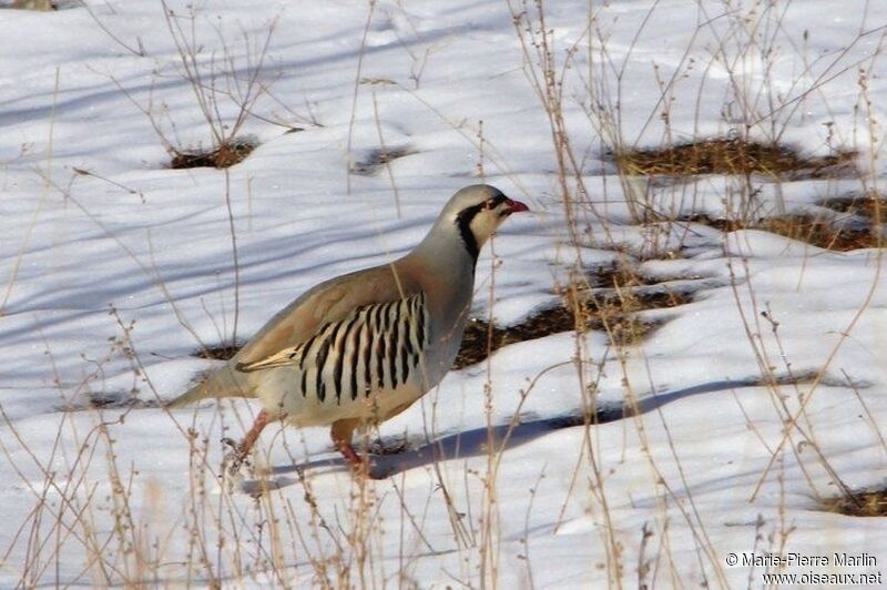 Chukar Partridge male adult