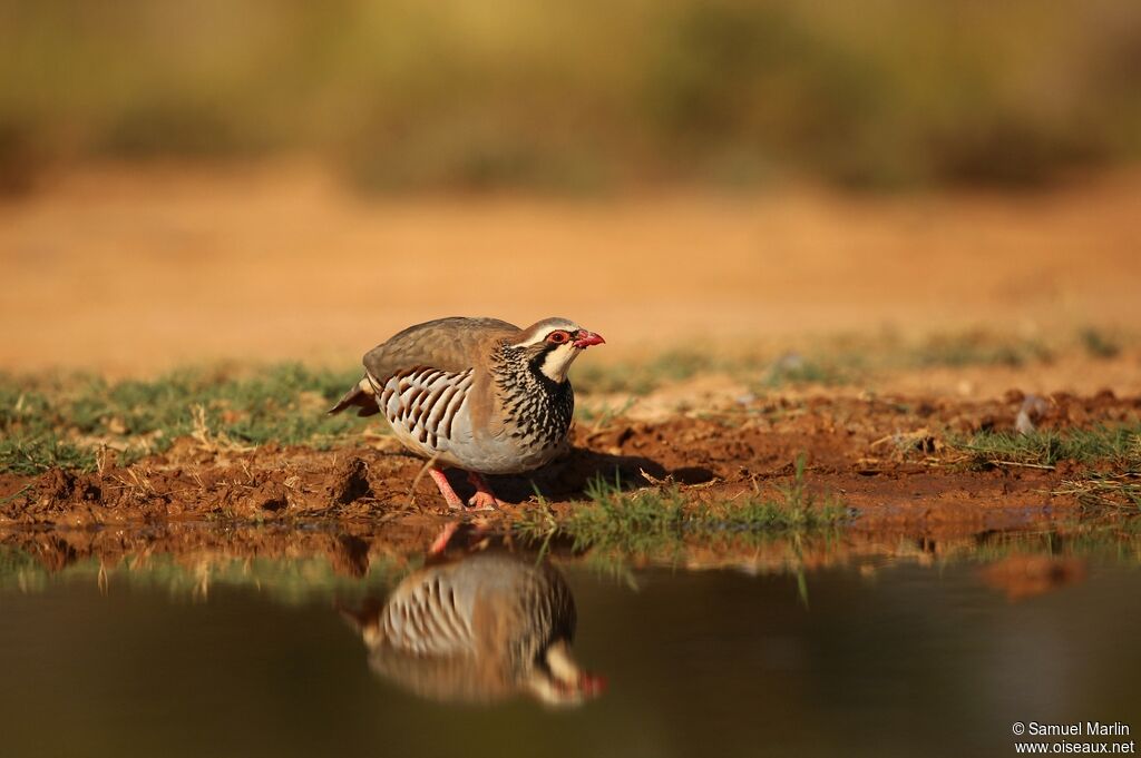 Red-legged Partridgeadult, drinks