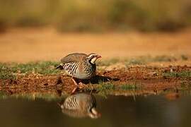 Red-legged Partridge