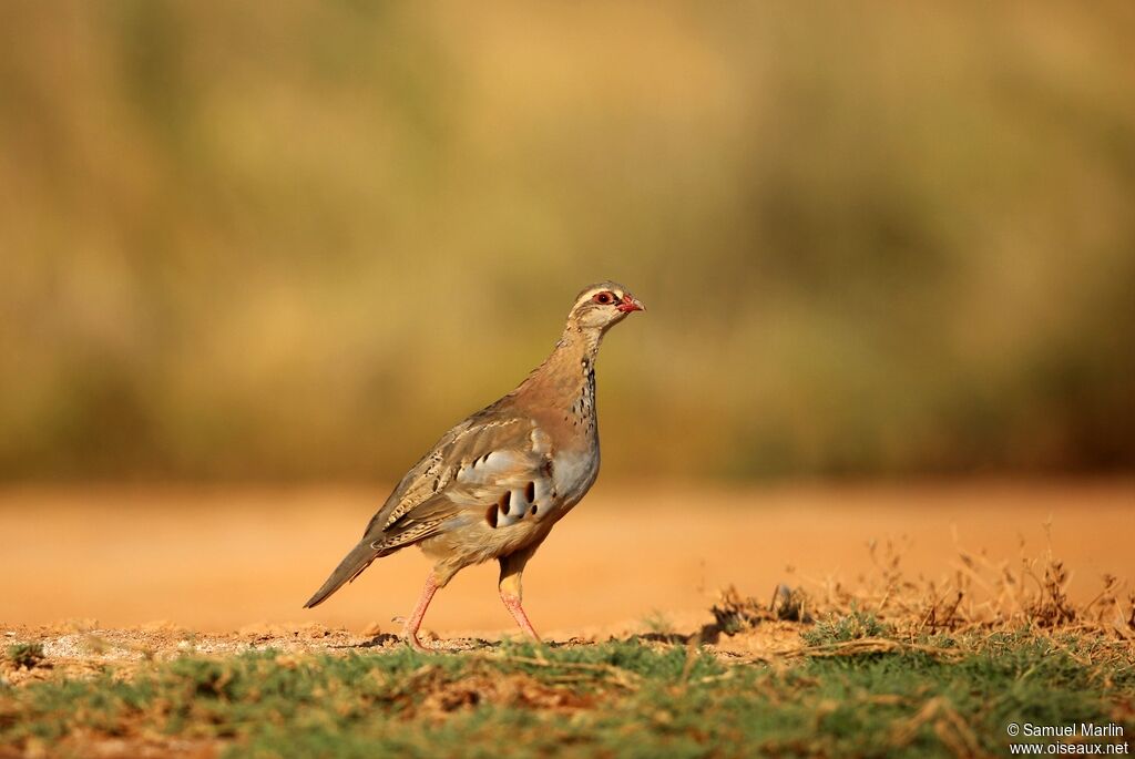 Perdrix rougeimmature