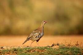 Red-legged Partridge