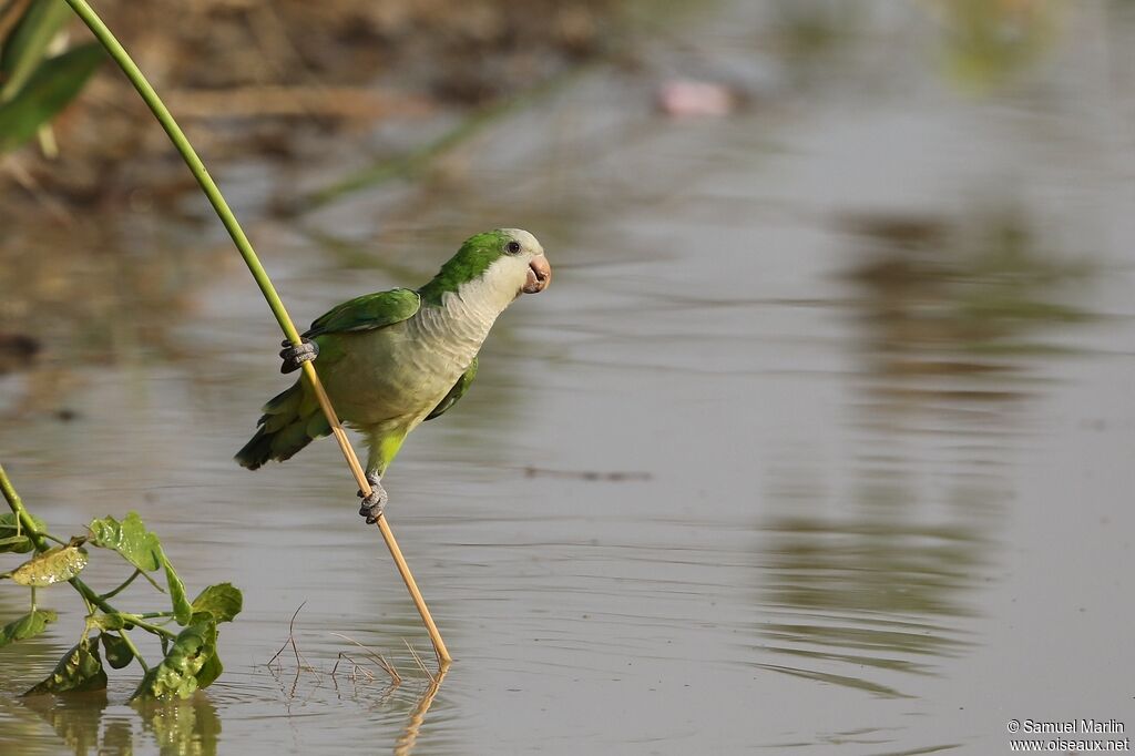 Monk Parakeetadult