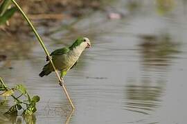 Monk Parakeet