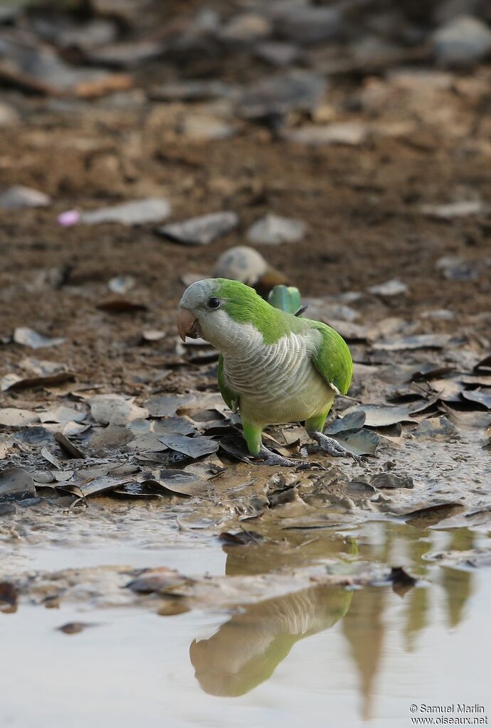 Monk Parakeetadult