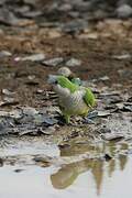 Monk Parakeet