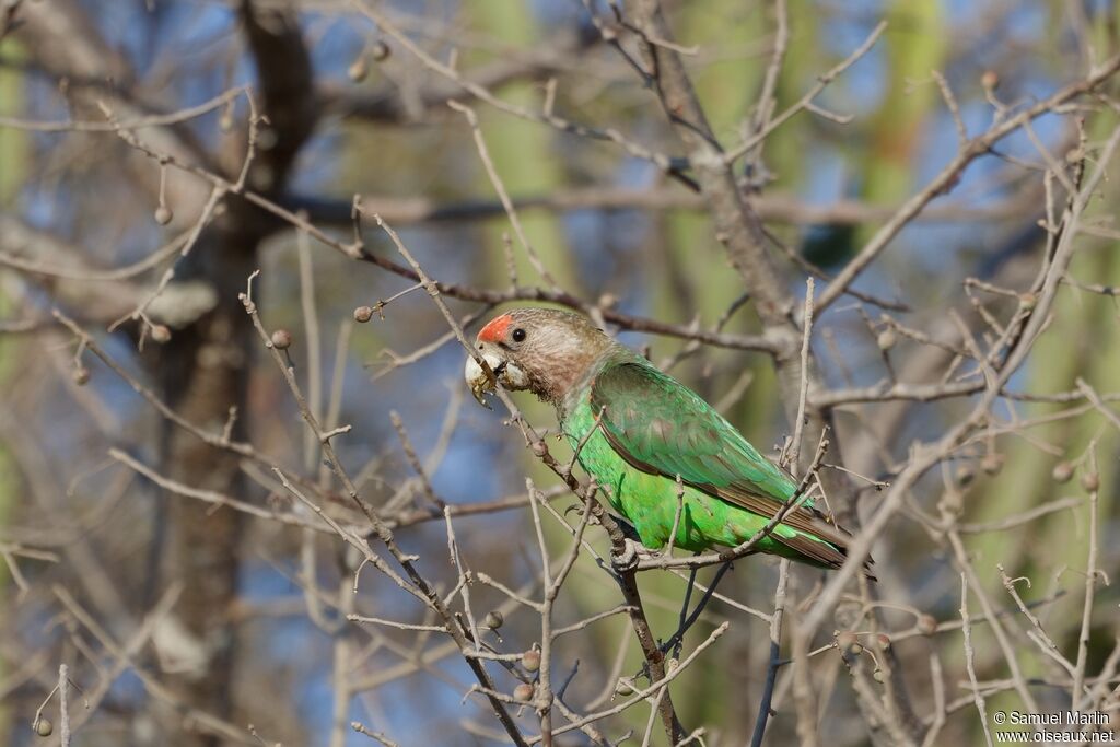 Brown-necked Parrot