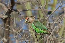 Perroquet à cou brun