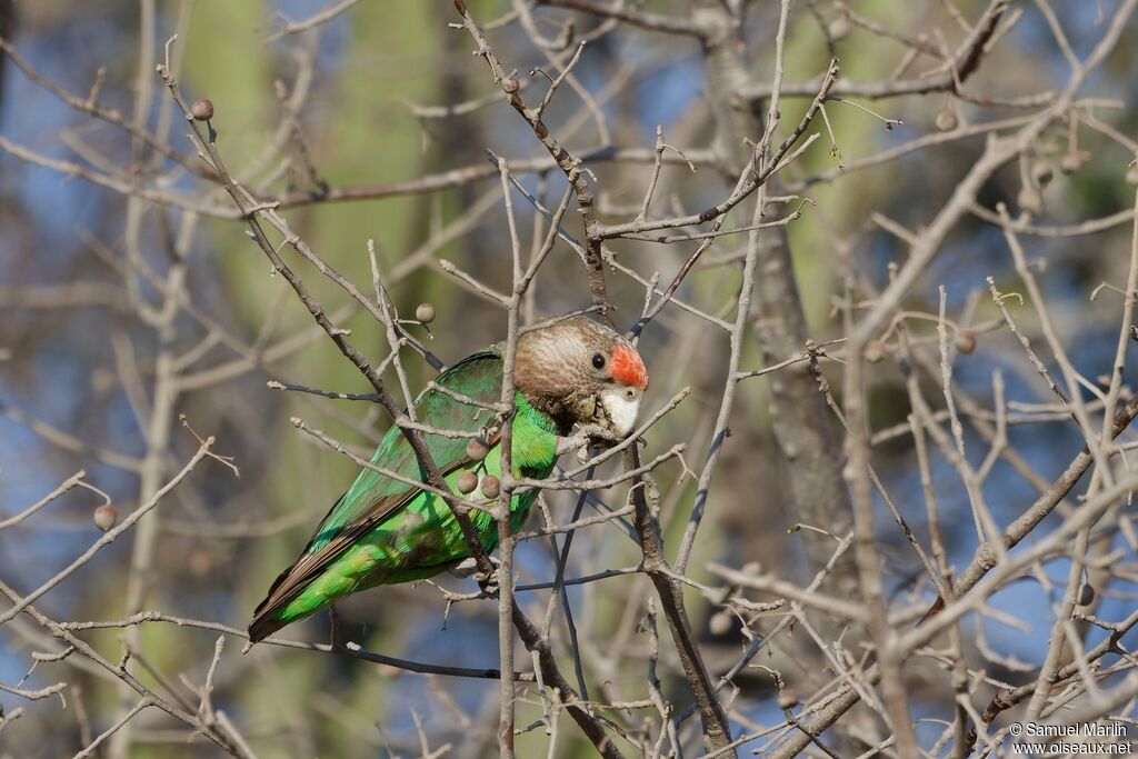 Brown-necked Parrot