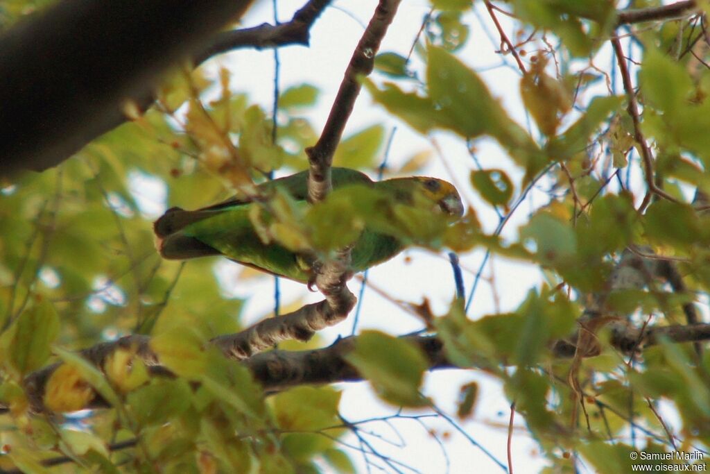 Yellow-fronted Parrotadult