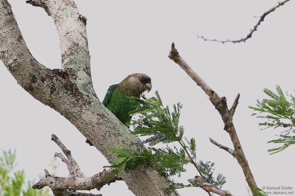 Brown-headed Parrotadult