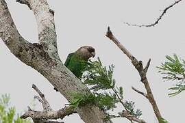 Brown-headed Parrot