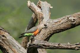 Red-bellied Parrot