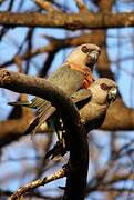 Red-bellied Parrot