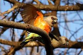 Red-bellied Parrot