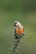 Red-bellied Parrot