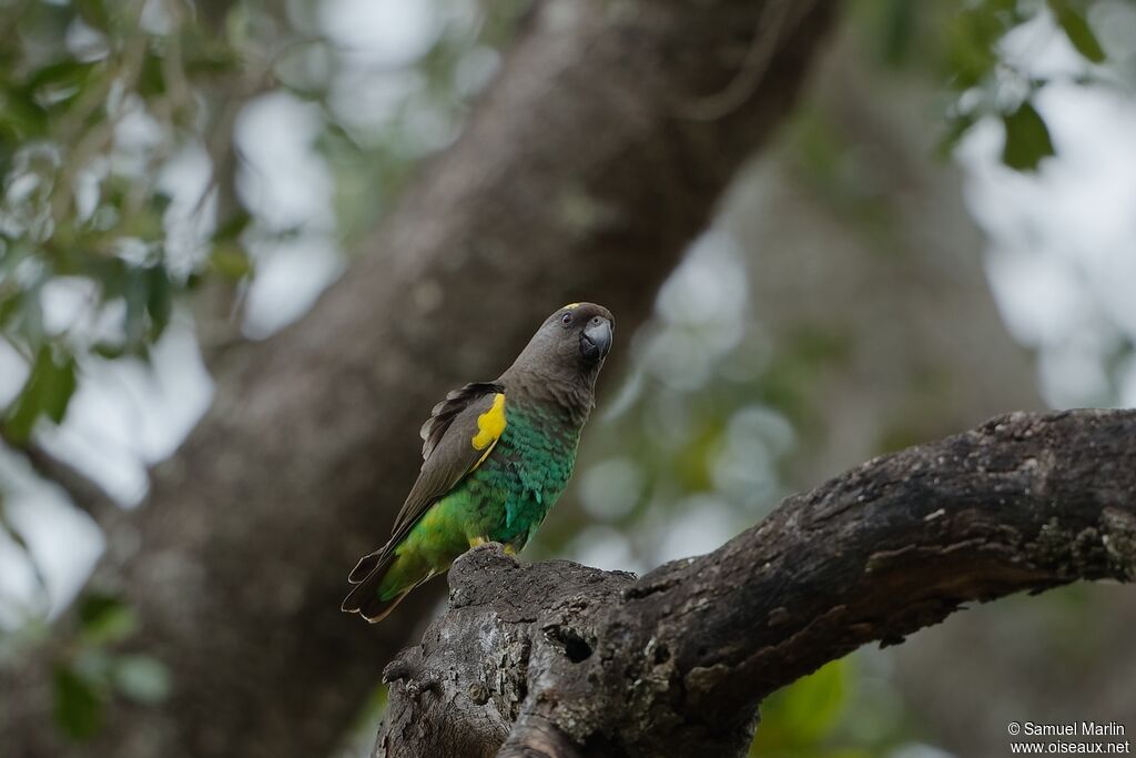 Meyer's Parrot